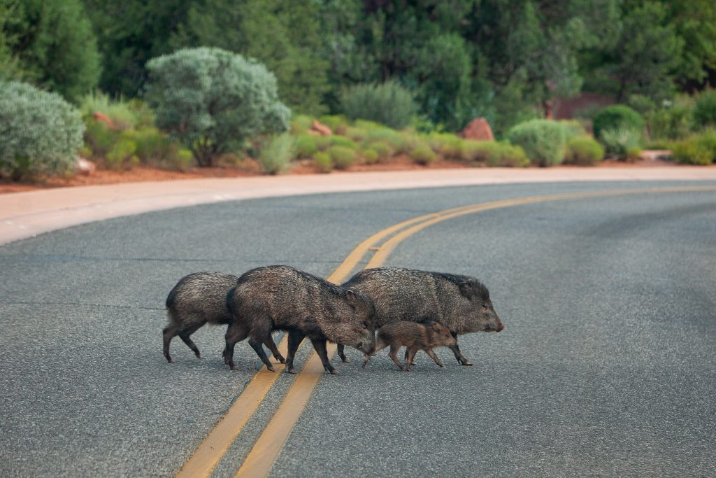 Give javelina space when encountering them - Sedona Red Rock News