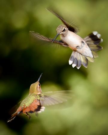 “Rufous and black-chinned hummingbirds in Flight,” the award-winning photograph from Joshua Esquivel, will be published in the Arizona Game and Fish Department’s 2015 Arizona Wildlife Calendar.