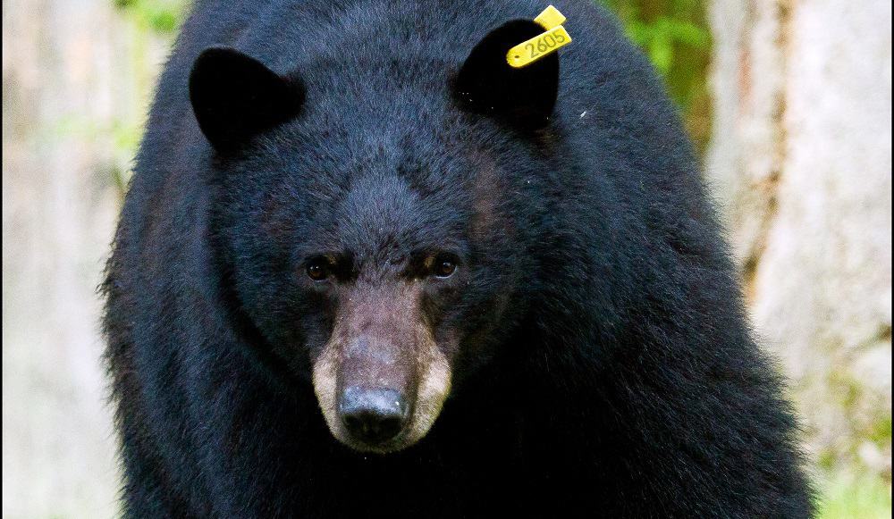 State prepares for bear season - Sedona Red Rock News