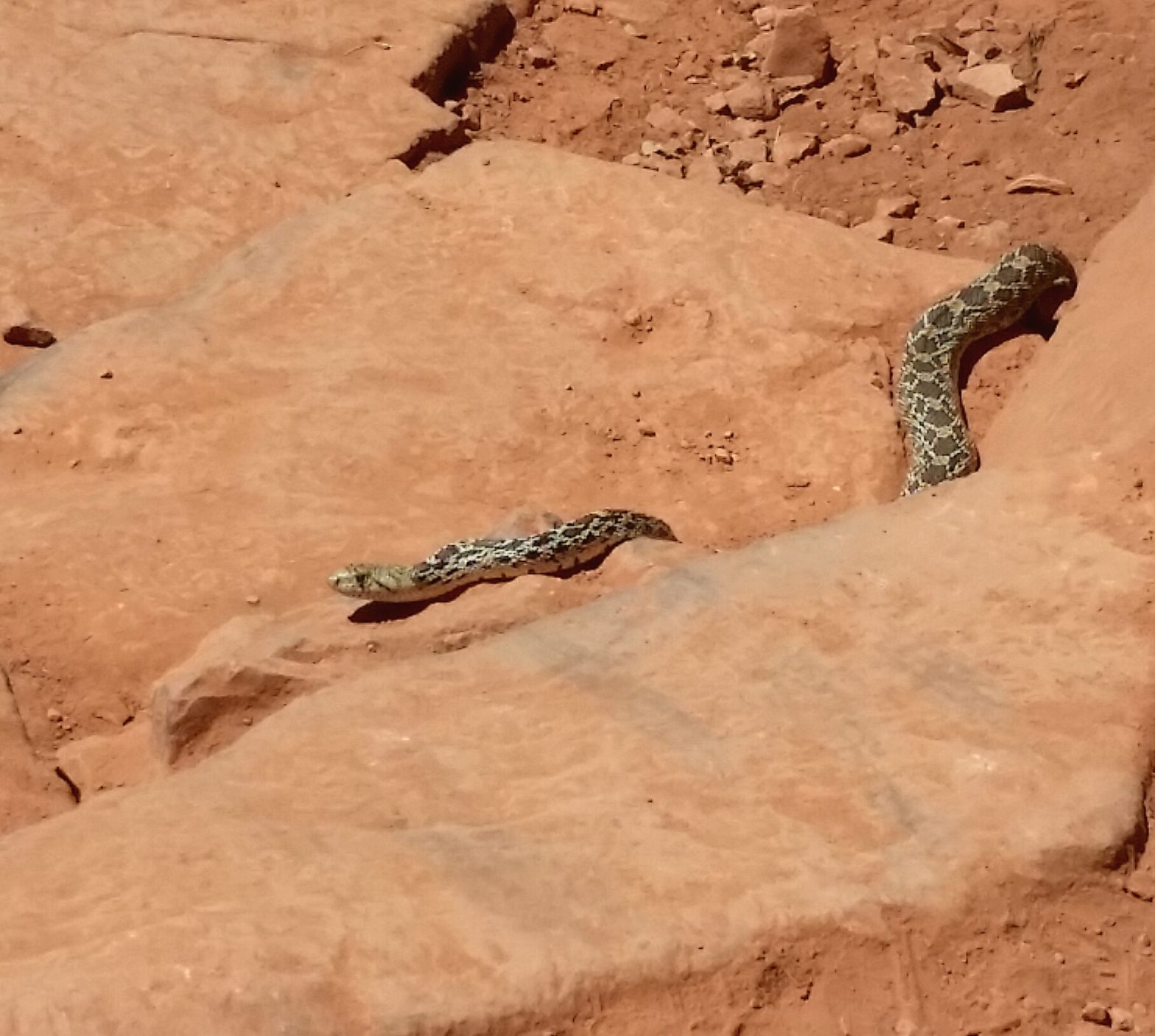 Sedona Fire District warns residents to be wary of snakes - Sedona Red